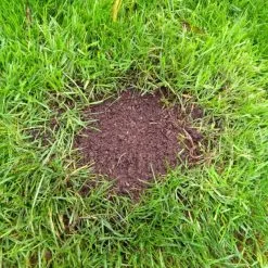 Doff Green Fingers Patch Fix Plus Grass Seed Feed Coco Coir 800g F-LA-800-DGF -CLEANING PRODUCTS Shop A bald patch on a lawn ready for doff patch fix plus 2 800x800 1
