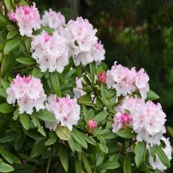Doff Azalea Camellia & Rhododendron Ericaceous Plant Liquid Feed 1L 9 Doff Azalea Camellia & Rhododendron Ericaceous Plant Liquid Feed 1L -CLEANING PRODUCTS Shop azalia bush 800x800 1