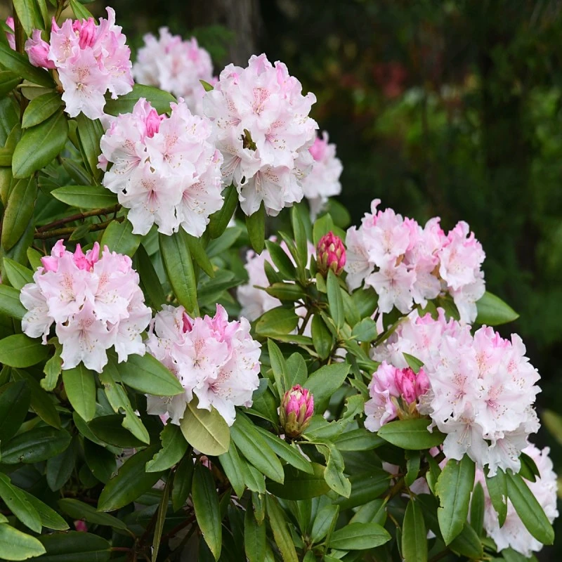Doff Azalea Camellia & Rhododendron Ericaceous Plant Liquid Feed 1L 5 Doff Azalea Camellia & Rhododendron Ericaceous Plant Liquid Feed 1L - Image 3