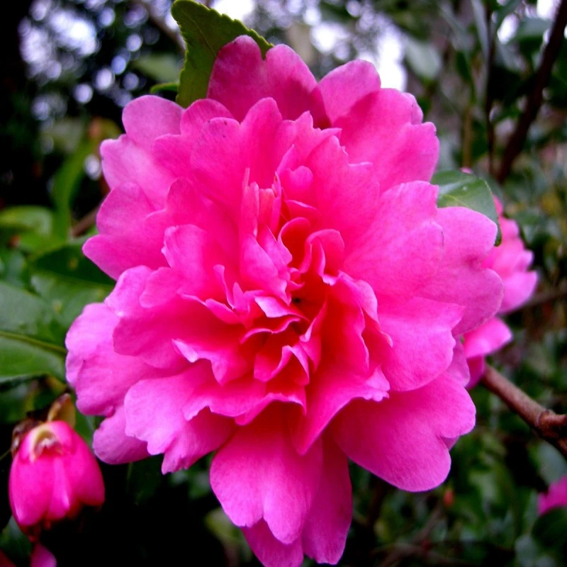 Doff Azalea Camellia & Rhododendron Ericaceous Plant Liquid Feed 1L 4 Doff Azalea Camellia & Rhododendron Ericaceous Plant Liquid Feed 1L - Image 2