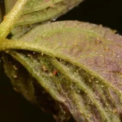 Doff Universal Plant Bug Killer Mildew Fungus Control 1 Litre SCAAOODPK -CLEANING PRODUCTS Shop doff 2 in 1 spider mite treatment 800x800 1