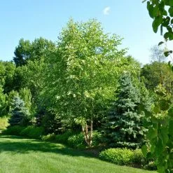 Doff Bonemeal Slow Release Garden Plant Fertiliser 2kg FMAB00DOF01 -CLEANING PRODUCTS Shop doff bone meal garden feed deciduous shrubs and fir trees 800x800 1