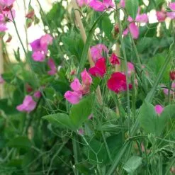 Doff Bonemeal Slow Release Garden Plant Fertiliser 2kg FMAB00DOF01 -CLEANING PRODUCTS Shop doff bonemeal sweet pea feed 800x800 1