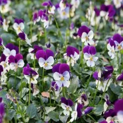 Doff Container And Basket Feed Concentrated Liquid Plant Food 1 Litre -CLEANING PRODUCTS Shop doff container and basket feed concentrated plant food purple and white pansys 800x800 2