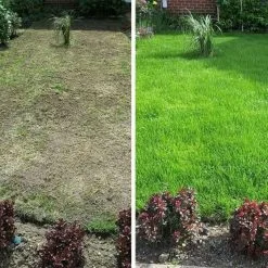 Doff Cut And Cover Lawn Grass Thickener Feed Seed 1.5kg F-LX-A50-DOF D -CLEANING PRODUCTS Shop doff cut and cover lawn grass thickener feed and seed perfect lawn repair 800x800 1