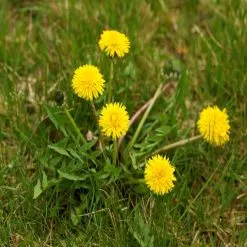 Doff Advanced Weed And Root Killer Concentrated Weedkiller 6 Sachets -CLEANING PRODUCTS Shop doff dandelion weed killer weedkiller lawn 800x800 3