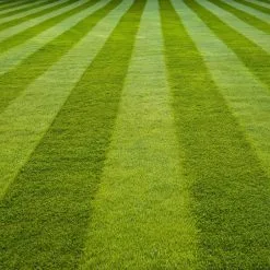 Doff Fast Growing Procat Lawn Grass Seed FLC500DOF 500g -CLEANING PRODUCTS Shop doff fast growing lawn grass seed perfect grass lawn 800x800 1