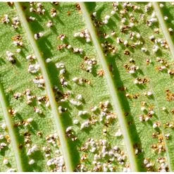 Doff 2 In 1 Rose Plant Shrub Shield Bug Fungus Control 1 Litre Spray SCBA00DPK -CLEANING PRODUCTS Shop doff garden insect and bug pest control 800x800 2