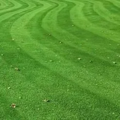 Doff Green Fingers Liquid Lawn Feed Concentrated Food For Grass 900ml F-LI-900-DGF -CLEANING PRODUCTS Shop doff green fingers concentrated liquid lawn feed f li 900 dgf 2a green up 800x800 1