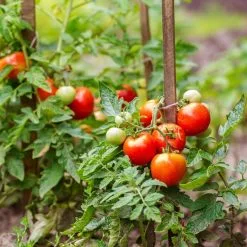 Doff Green Fingers Tomato Feed Liquid Concentrated Plant Food 900ml F-JB-900-DGF -CLEANING PRODUCTS Shop doff green fingers liquid tomato feed concentrated plant food f jb 900 dgf 3 greenhouse 800x800 1