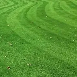 Doff Green Fingers Organic Green Up Lawn Grass Feed 1.25kg F-LG-A25-DGF 12 Doff Green Fingers Organic Green Up Lawn Grass Feed 1.25kg F-LG-A25-DGF -CLEANING PRODUCTS Shop doff green fingers organic green up lawn grass feed 1 25kg 2kg lush lawn 800x800 1