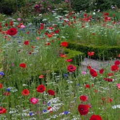 Doff Green Fingers Wild Flower Bee Butterfly Garden Seed Mix 1kg F-XJ A00 DGF -CLEANING PRODUCTS Shop doff green fingers wild flower seed mixture 1kg f xj a00 dgf companion planting 800x800 1