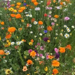 Doff Green Fingers Wild Flower Bee Butterfly Garden Seed Mix 1kg F-XJ A00 DGF -CLEANING PRODUCTS Shop doff green fingers wild flower seed mixture 1kg f xj a00 dgf demo 1 800x800 1