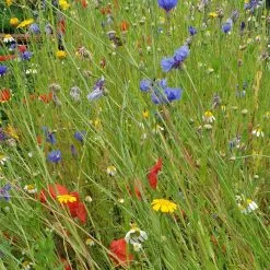 Doff Green Fingers Wild Flower Bee Butterfly Garden Seed Mix 1kg F-XJ A00 DGF -CLEANING PRODUCTS Shop doff green fingers wild flower seed mixture 1kg f xj a00 dgf demo 3 meadow 800x800 1