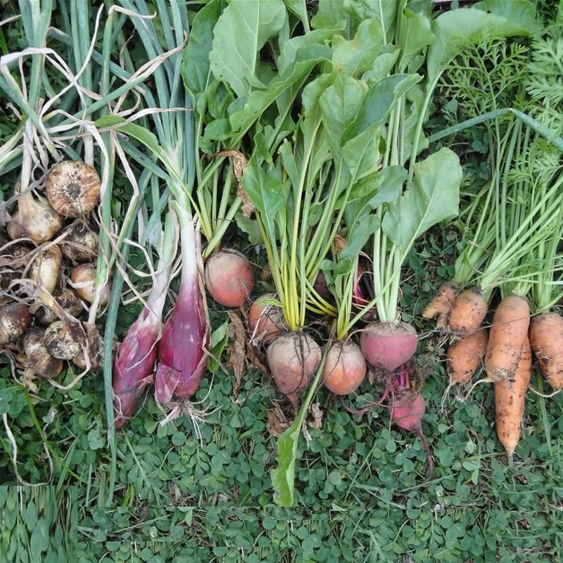 Doff Growmore Multi-Purpose Plant Feed Fertiliser 2kg FMBB00DOF01 6 Doff Growmore Multi-Purpose Plant Feed Fertiliser 2kg FMBB00DOF01 - Image 4