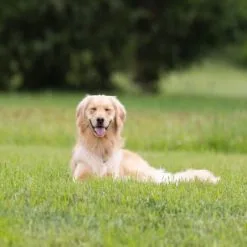 Doff Hard Wearing Lawn Grass Seed PROCOAT FLB500DOF 500g 17 Doff Hard Wearing Lawn Grass Seed PROCOAT FLB500DOF 500g -CLEANING PRODUCTS Shop doff hard wearing utility lawn grass seed dog 800x800 1