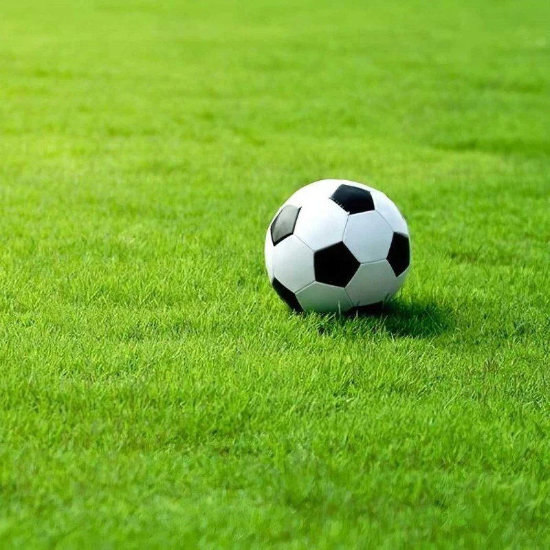 Doff Hard Wearing Lawn Grass Seed PROCOAT FLB500DOF 500g 7 Doff Hard Wearing Lawn Grass Seed PROCOAT FLB500DOF 500g - Image 5