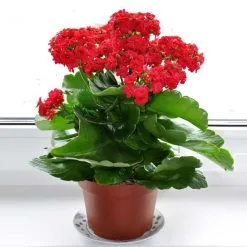 Doff House Plant Concentrated Liquid Feed 180ml FYE180DOF -CLEANING PRODUCTS Shop doff house plant concentrated feed f ye 180 dof flower 800x800 1