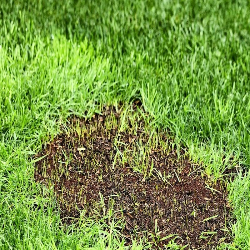 Doff Lawn Repair Super Patch Ultimate Grass Seed And Top Dressing 2kg LRG 6 Doff Lawn Repair Super Patch Ultimate Grass Seed And Top Dressing 2kg LRG - Image 4