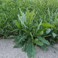 DOFF Lawn Weedkiller 1 Litre RTU Weed Killer Spray F-LP-A00-DOF-01 17 DOFF Lawn Weedkiller 1 Litre RTU Weed Killer Spray F-LP-A00-DOF-01 -CLEANING PRODUCTS Shop doff lawn weed killer 1 litre weedkiller f lp a00 dof 01 demo 2 800x800 1