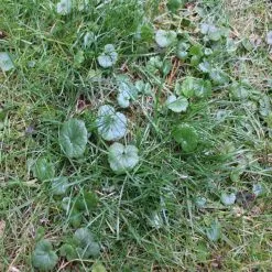 DOFF Lawn Weedkiller 1 Litre RTU Weed Killer Spray F-LP-A00-DOF-01 18 DOFF Lawn Weedkiller 1 Litre RTU Weed Killer Spray F-LP-A00-DOF-01 -CLEANING PRODUCTS Shop doff lawn weed killer 1 litre weedkiller f lp a00 dof 01 demo 800x800 1