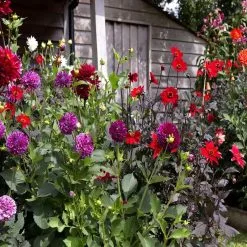 Doff Garden Seaweed Plant Feed All Purpose Liquid Fertiliser 1 Litre 14 Doff Garden Seaweed Plant Feed All Purpose Liquid Fertiliser 1 Litre -CLEANING PRODUCTS Shop doff liquid seaweed garden plant fertiliser feed dahlia garden planting 800x800 1