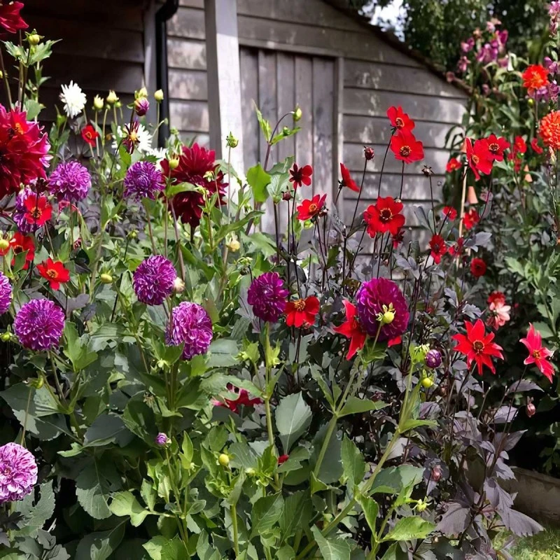 Doff Garden Seaweed Plant Feed All Purpose Liquid Fertiliser 1 Litre 6 Doff Garden Seaweed Plant Feed All Purpose Liquid Fertiliser 1 Litre - Image 4