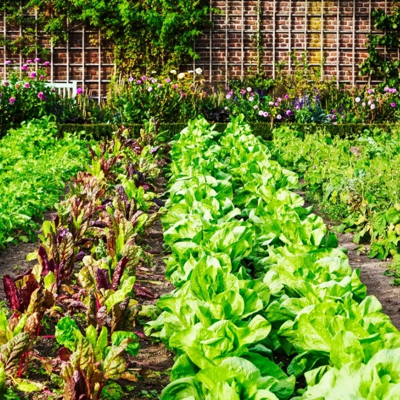 Doff Garden Seaweed Plant Feed All Purpose Liquid Fertiliser 1 Litre 8 Doff Garden Seaweed Plant Feed All Purpose Liquid Fertiliser 1 Litre - Image 6