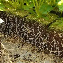 Doff Natural Plant Root Rooting Powder 75g FKE075DFF -CLEANING PRODUCTS Shop doff natural plant rooting powder Hormones Work Wonders for Successful Plant Propagation 800x800 1