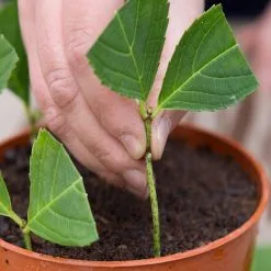 Doff Natural Plant Root Rooting Powder 75g FKE075DFF -CLEANING PRODUCTS Shop doff natural plant rooting powder f ke 075 dff cuttings 2 800x800 1