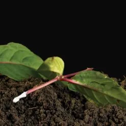 Doff Natural Plant Root Rooting Powder 75g FKE075DFF -CLEANING PRODUCTS Shop doff natural plant rooting powder f ke 075 dff cuttings dipping in rooting powder 800x800 1