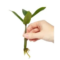 Doff Natural Plant Root Rooting Powder 75g FKE075DFF -CLEANING PRODUCTS Shop doff natural plant rooting powder f ke 075 dff propogation 800x800 1