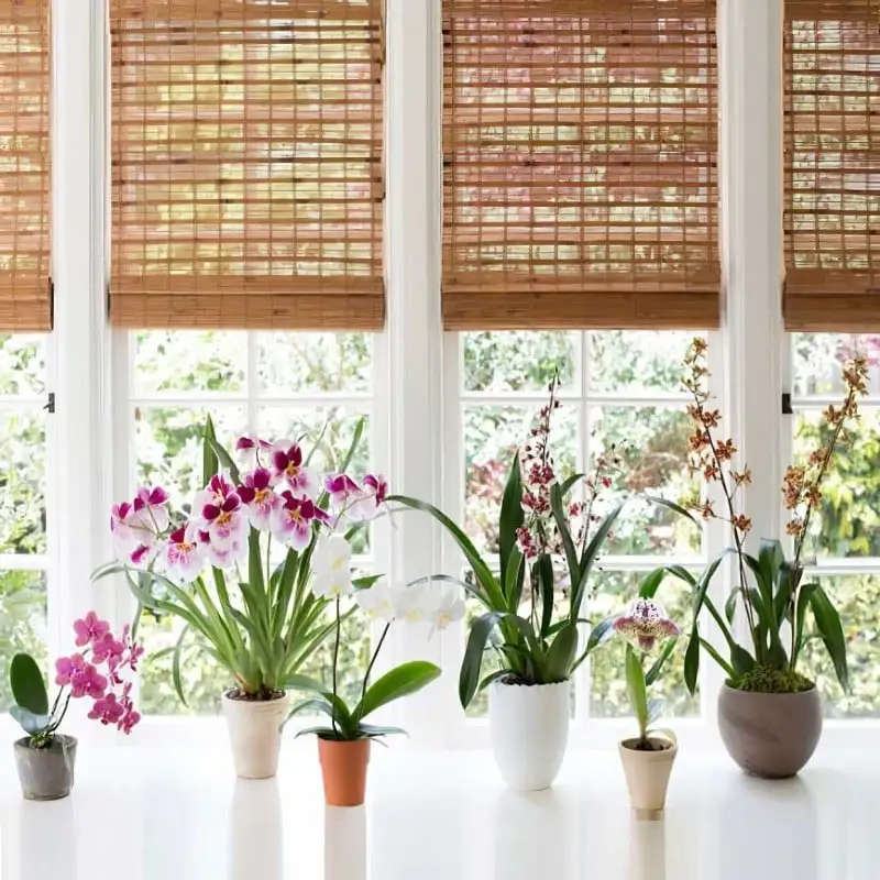 Doff Orchid Liquid Plant Drip Feed Feeders 10pk DP1044 6 Doff Orchid Liquid Plant Drip Feed Feeders 10pk DP1044 - Image 4