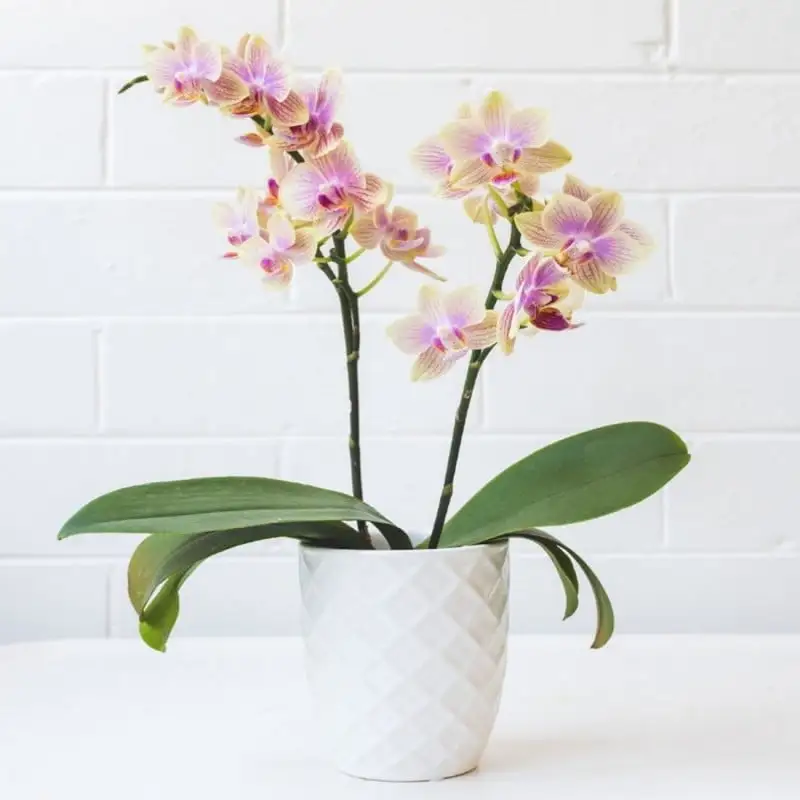 Doff Orchid Liquid Plant Drip Feed Feeders 10pk DP1044 4 Doff Orchid Liquid Plant Drip Feed Feeders 10pk DP1044 - Image 2