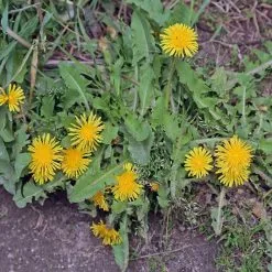 Doff Green Fingers Weed Killer Trigger Spray 1 Litre F-FU-A00-DGF SFUA00DGFK -CLEANING PRODUCTS Shop doff path and patio weed killer dandelions 800x800 4