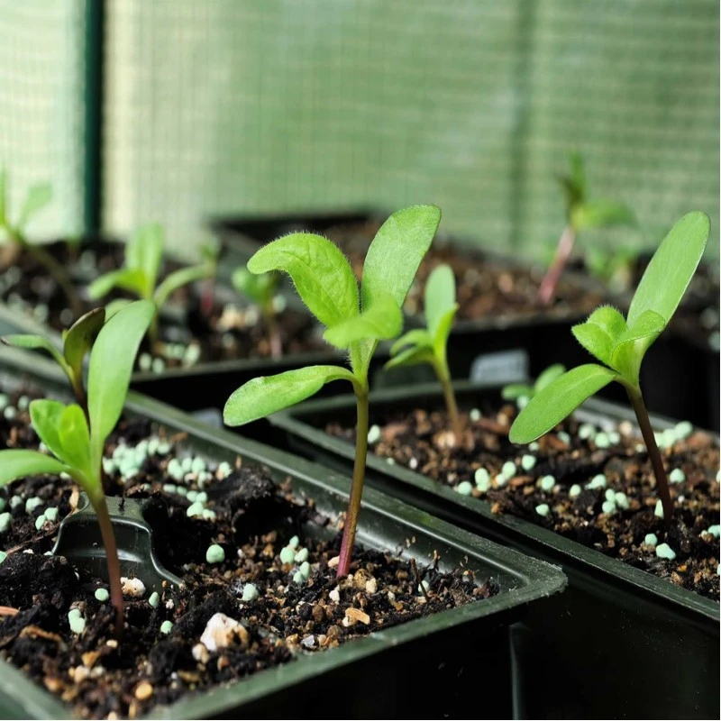 Doff Plant Perlite Aerates Compost For Healthy Plants 8L F-WK-H00-DOF 6 Doff Plant Perlite Aerates Compost For Healthy Plants 8L F-WK-H00-DOF - Image 4