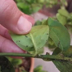 Doff Universal Plant Bug Killer Mildew Fungus Control 1 Litre SCAAOODPK -CLEANING PRODUCTS Shop doff plant bug control psyllid 800x800 1