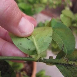 Doff 2 In 1 Rose Plant Shrub Shield Bug Fungus Control 1 Litre Spray SCBA00DPK -CLEANING PRODUCTS Shop doff plant bug control psyllid 800x800 2