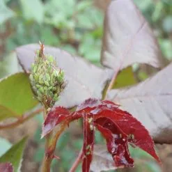 Doff 2 In 1 Rose Plant Shrub Shield Bug Fungus Control 1 Litre Spray SCBA00DPK -CLEANING PRODUCTS Shop doff plant green fly treatment 800x800 2