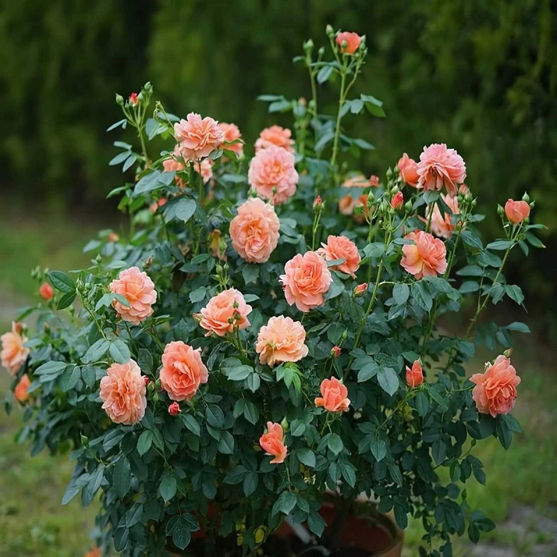 Doff Rose & Shrub Feed Plant Food Manure Enriched Fertiliser 1.5kg 8 Doff Rose & Shrub Feed Plant Food Manure Enriched Fertiliser 1.5kg - Image 6