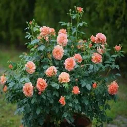 Doff Liquid Rose Plant Feed Concentrate 1 Litre FJJA00DOF = 300 Litres -CLEANING PRODUCTS Shop doff rose feed rose bush garden 800x800 3