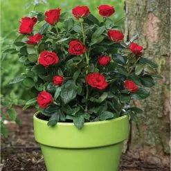 Doff Controlled Release Fertiliser Rose & Shrub Plant Food Feed 1kg F-VH-A00-DOF-01 -CLEANING PRODUCTS Shop doff rose feed rose bush pot 800x800 1