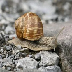 Doff Green Fingers Bio Barrier Slug Snail Protection Pellets 500g F-AD-500-DGF 16 Doff Green Fingers Bio Barrier Slug Snail Protection Pellets 500g F-AD-500-DGF -CLEANING PRODUCTS Shop doff slug snail copper plant pot tape demo 3 800x800 2