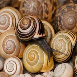 Doff Green Fingers Bio Barrier Slug Snail Protection Pellets 500g F-AD-500-DGF 15 Doff Green Fingers Bio Barrier Slug Snail Protection Pellets 500g F-AD-500-DGF -CLEANING PRODUCTS Shop doff slug snail copper plant pot tape demo 4 800x800 2