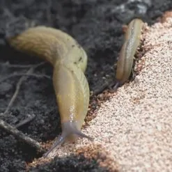 Doff Slugs Be Gone Barrier Slug Snail Protection Granules Grit 1.65kg DP1022 -CLEANING PRODUCTS Shop doff slugs be gone deterent granules 1 6kg dp1022 2 slugs repelled 800x800 1