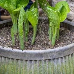 Doff Slugs Be Gone Barrier Slug Snail Protection Granules Grit 1.65kg DP1022 -CLEANING PRODUCTS Shop doff slugs be gone deterent granules 1 6kg dp1022 4 cover compost flower pot 800x800 1