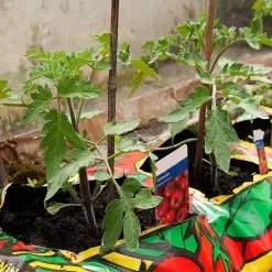 Doff Tomato Feed Liquid Concentrate Plant Food 2.5L Makes 750 Litres 15 Doff Tomato Feed Liquid Concentrate Plant Food 2.5L Makes 750 Litres -CLEANING PRODUCTS Shop doff tomato feed concentrated liquid plant food grow bags 800x800 3