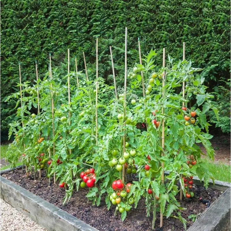 Doff Tomato Feed Liquid Concentrate Plant Food 2.5L Makes 750 Litres 10 Doff Tomato Feed Liquid Concentrate Plant Food 2.5L Makes 750 Litres - Image 8