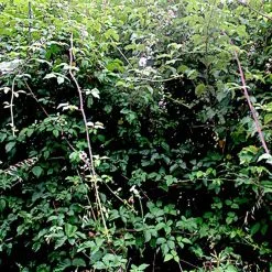 Doff Tree Stump And Tough Weed Killer 2 Sachets F-FG-002-DOF -CLEANING PRODUCTS Shop doff tree stump and tough weed killer f fg 002 dof brambles 800x800 1