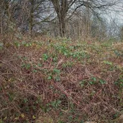 Doff Tree Stump And Tough Weed Killer 2 Sachets F-FG-002-DOF -CLEANING PRODUCTS Shop doff tree stump and tough weed killer f fg 002 dof brambles overgrown 800x800 1